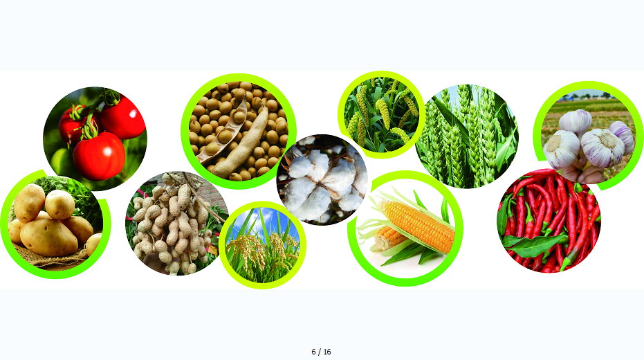 山东育种行业如何实现可持续发展？