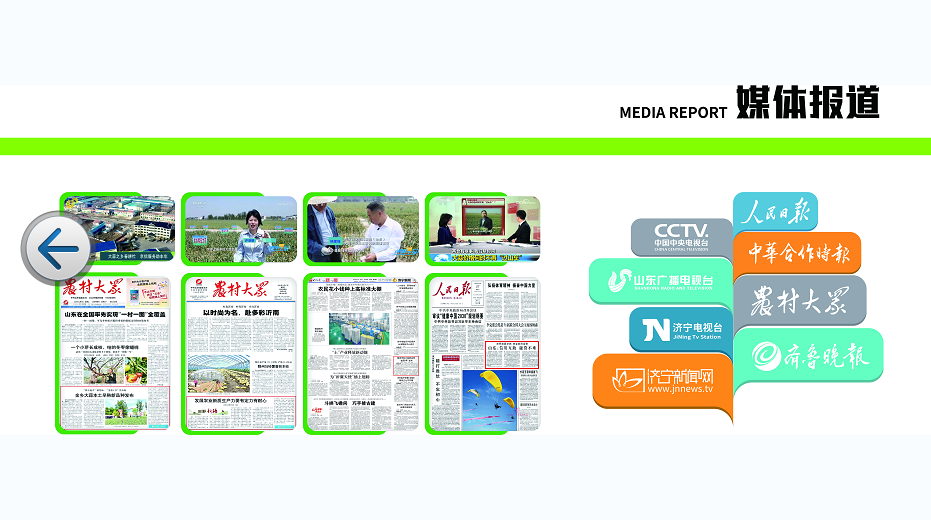 高产大蒜种子选购要点与推荐