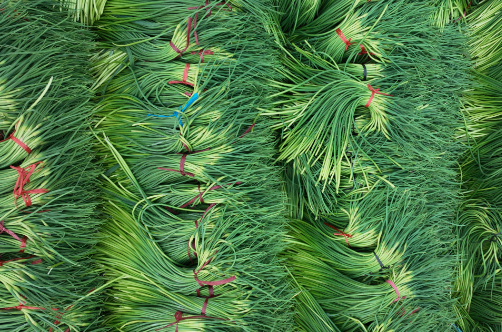 种子的核心作用推动农业现代化进程