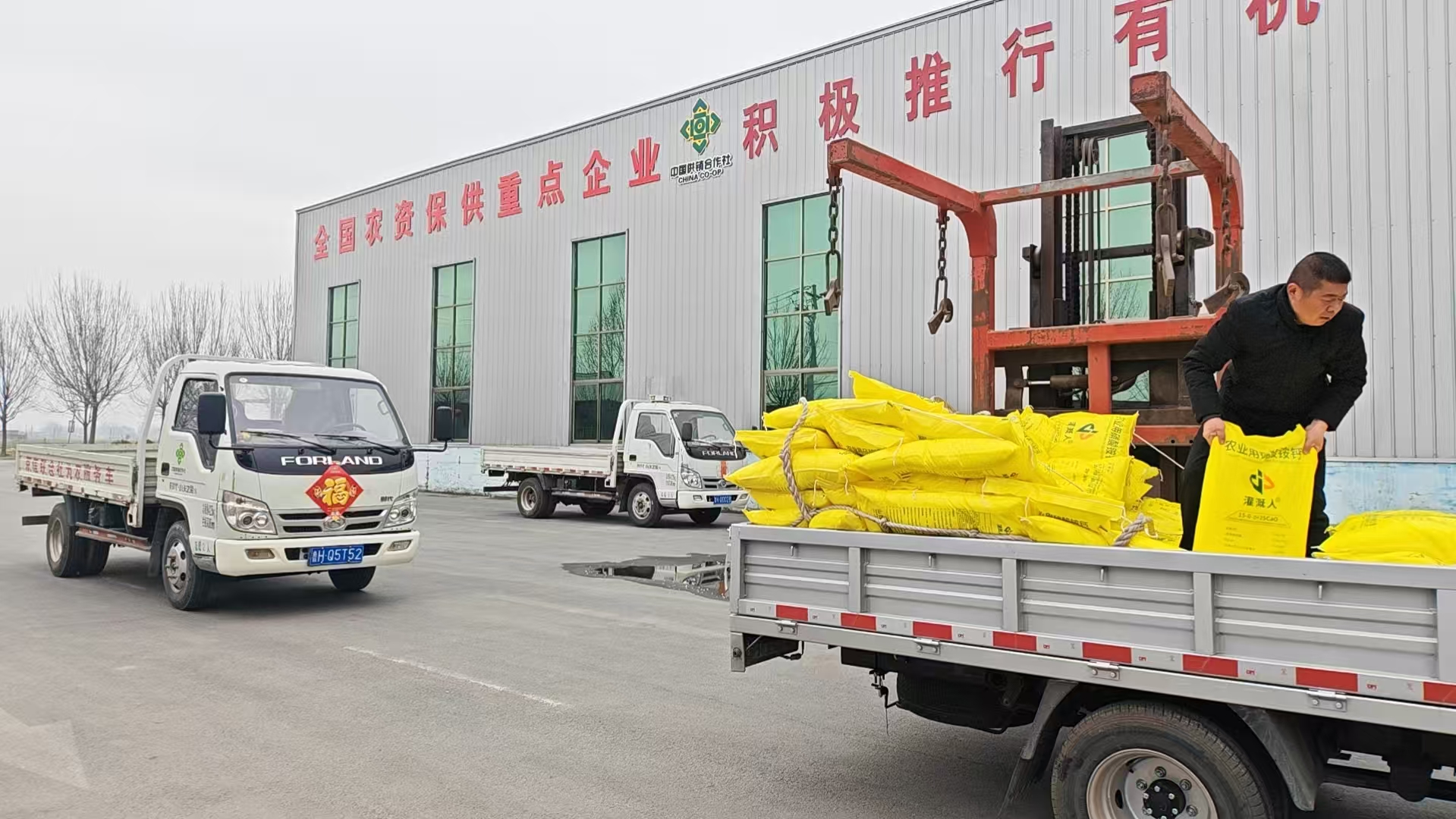 抢抓农时保春耕 农资农技双发力|京信集团全力护航大蒜小麦返青